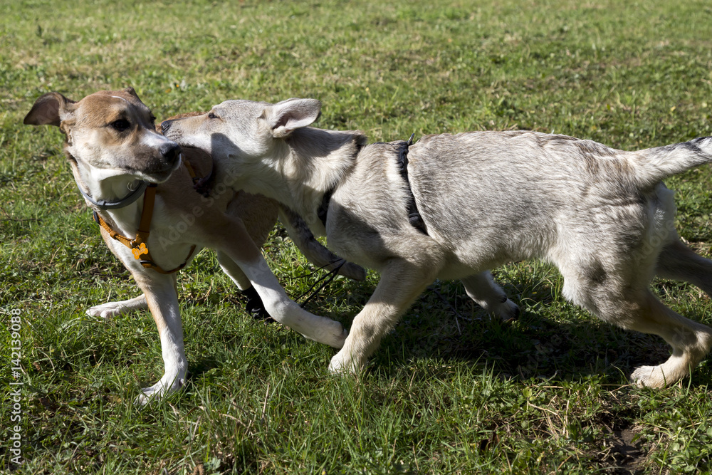 Cani al parco