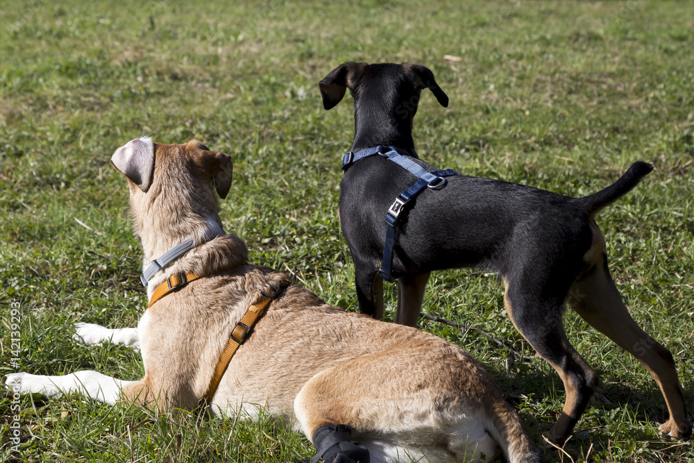 Cani al parco