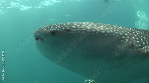 Whale shark sea on background of clean clear blue water of Maldives. Inhabitants in search of food on ocean floor. Deep relax diving in amazing marine landscape.