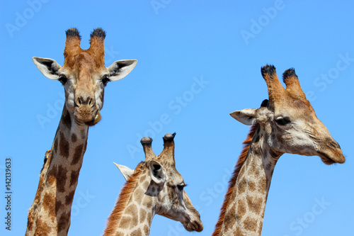 A small family of giraffes in South Africa