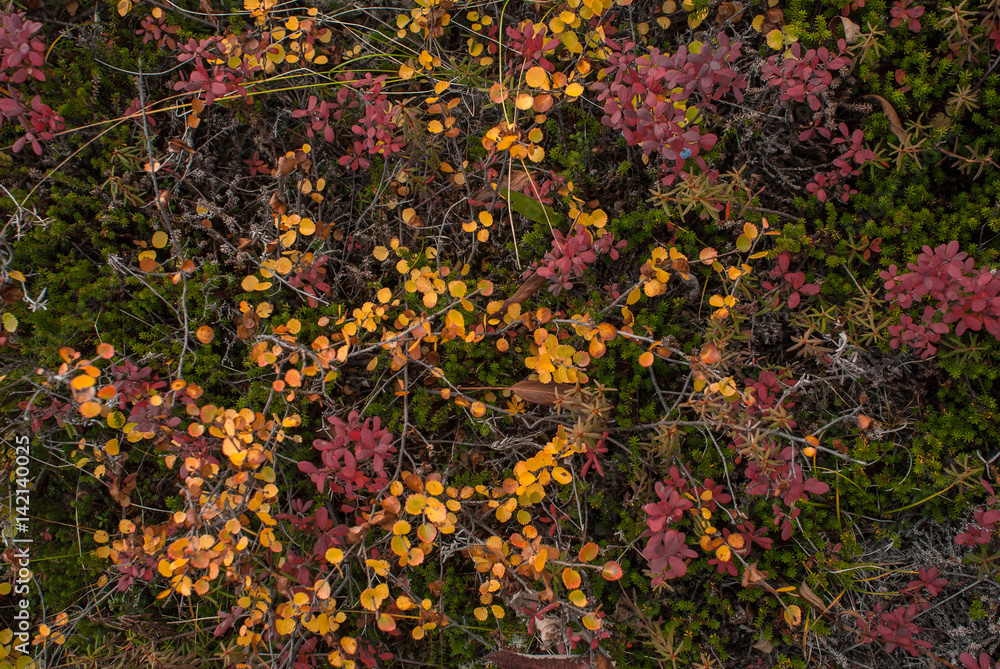 Colorful leaves on the background of grass, Kamchatka