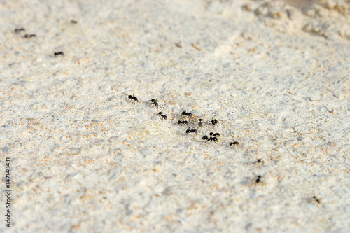 a lot of ants traveling in a row on the pavement in Spain