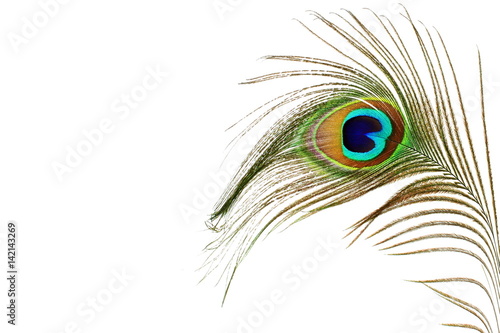 peacock feathers in white background with text copy space