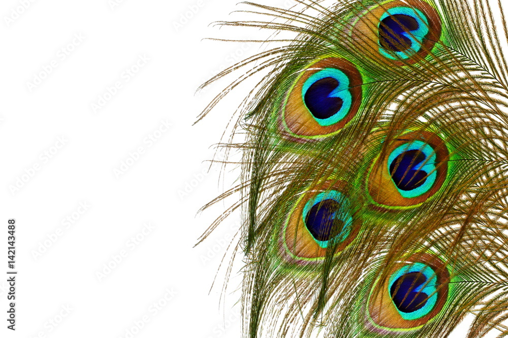 Fototapeta premium peacock feathers in white background with text copy space