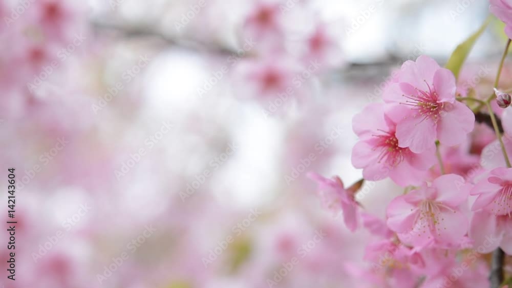 風に揺れる桜の花
風に揺れる桜の花