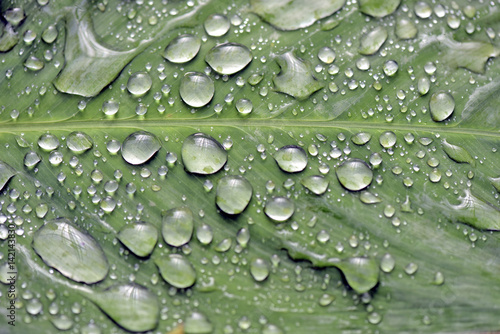 Raindrops shining on the green leaf