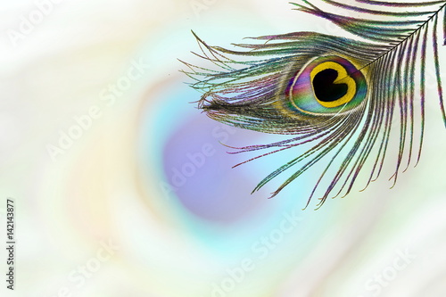 peacock feathers in blurs background with text copy space
