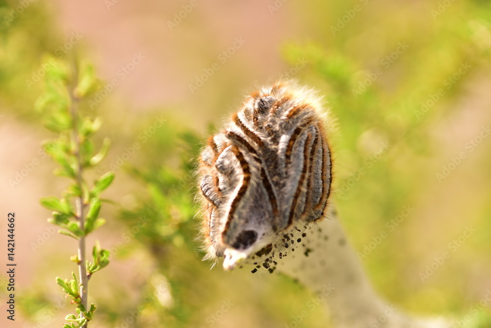 Tent Caterpillars in a nest in the Mojave desert. Tent Caterpillars in a nest in the Mojave desert.