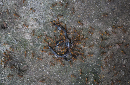 ants eating scorpions