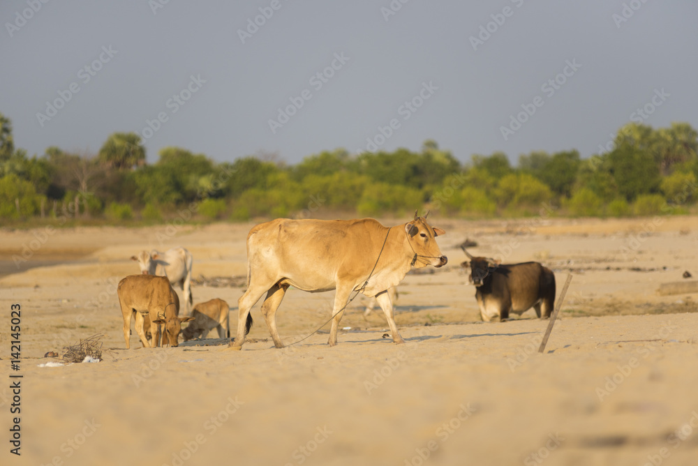 Naklejka premium Beef cattle on the beach .