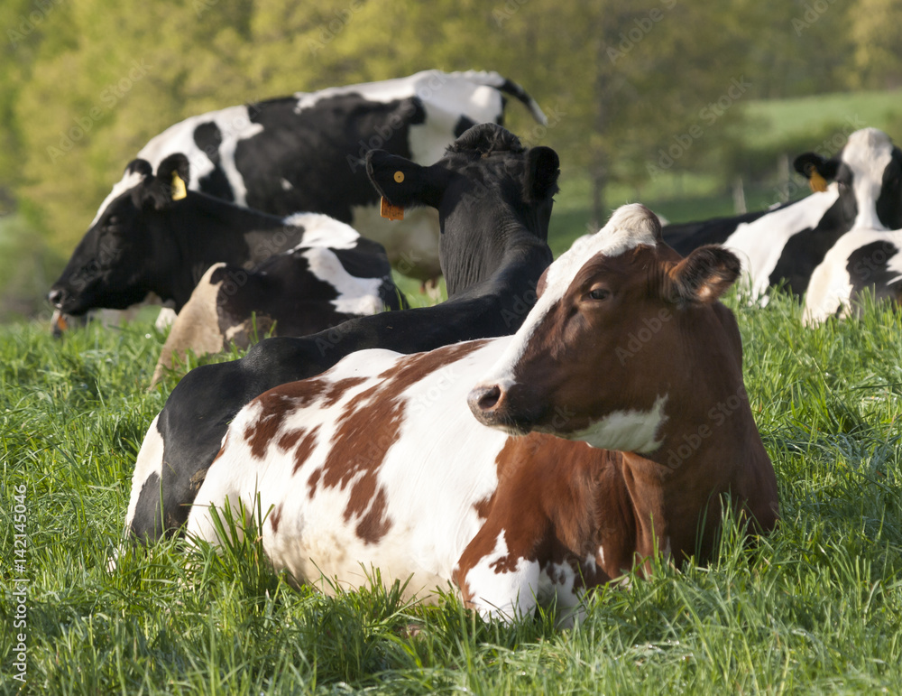 Holstein Cows Resting in a Pasture in the Hudson Valley