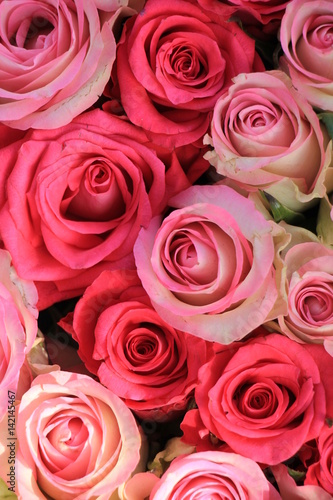 Mixed pink roses