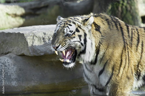 Fototapeta Naklejka Na Ścianę i Meble -  Tigre