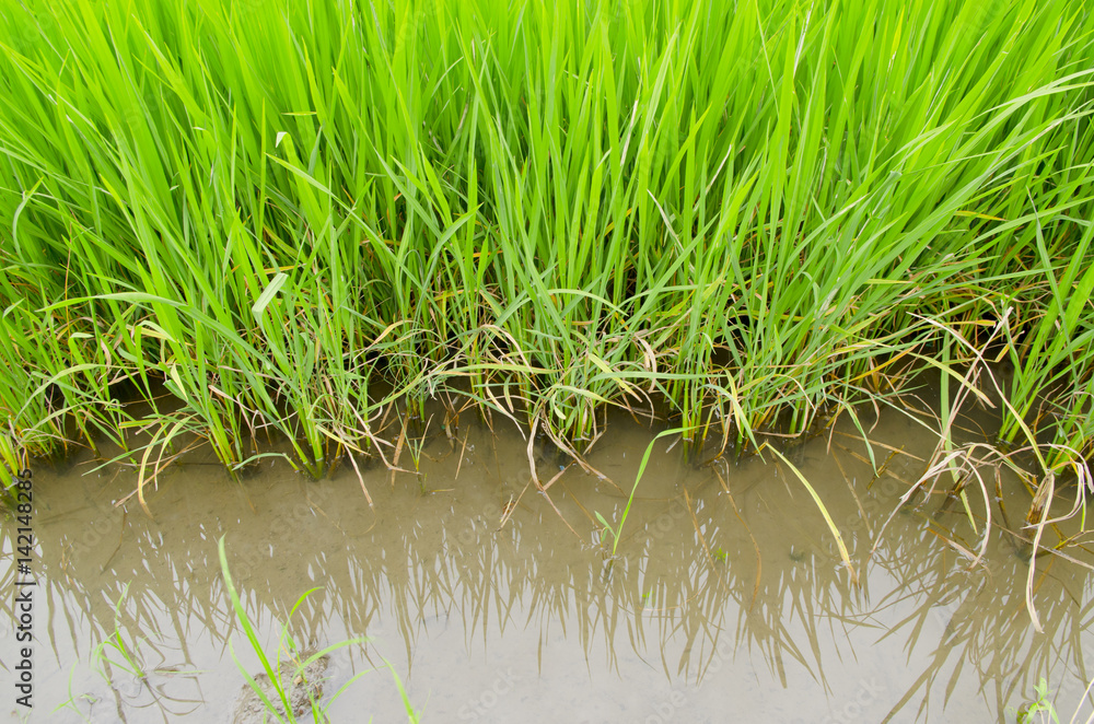Obraz premium The rice farm in the country, Agricultural site in, Thailand