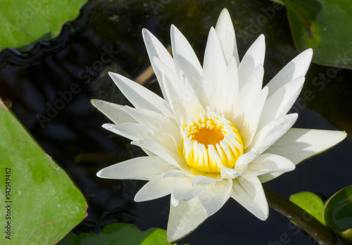 Beautiful white lotus flower