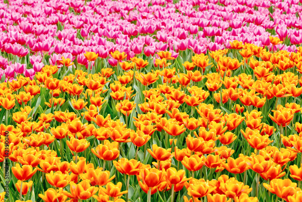 Tulips garden Tulips garden