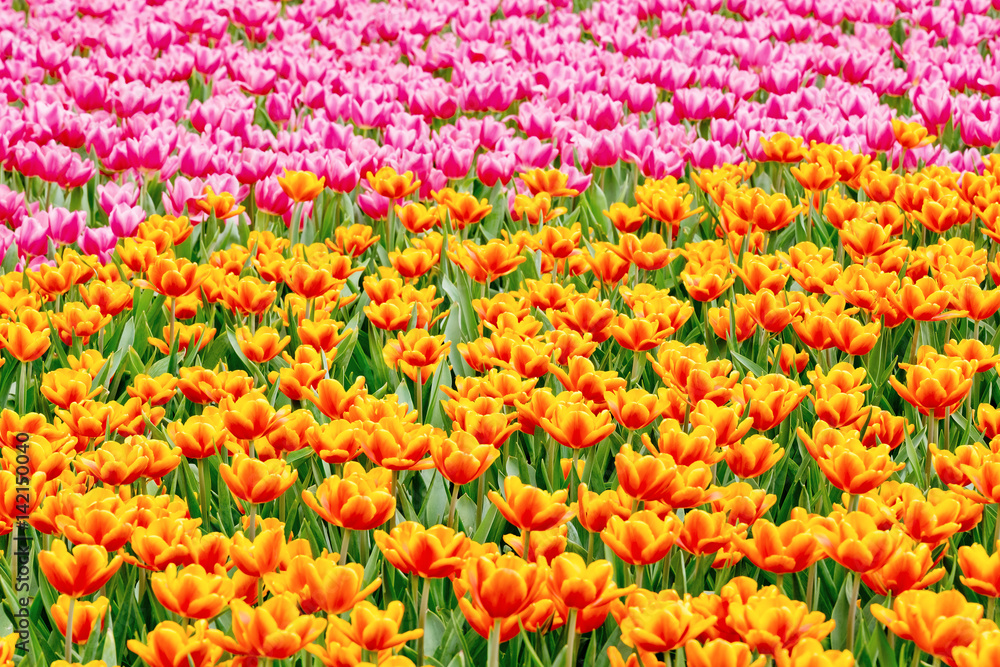 Tulips garden