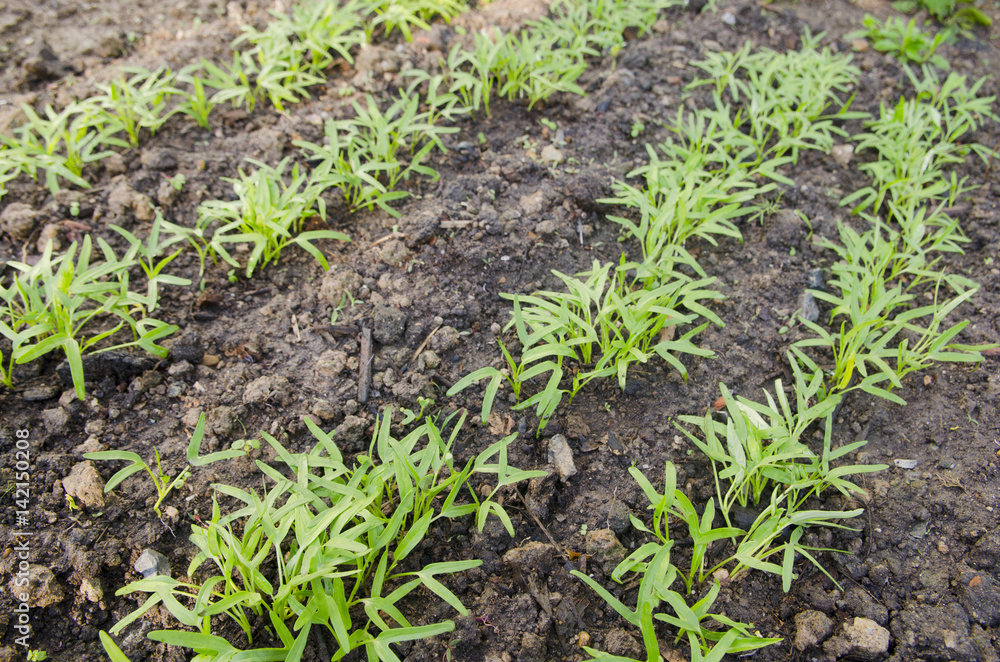 seedling of morning glory in vegetable garden seedling of morning glory in vegetable garden