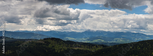 Carpathians mountain forest