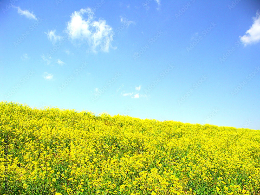 Obraz premium 菜の花咲く風景