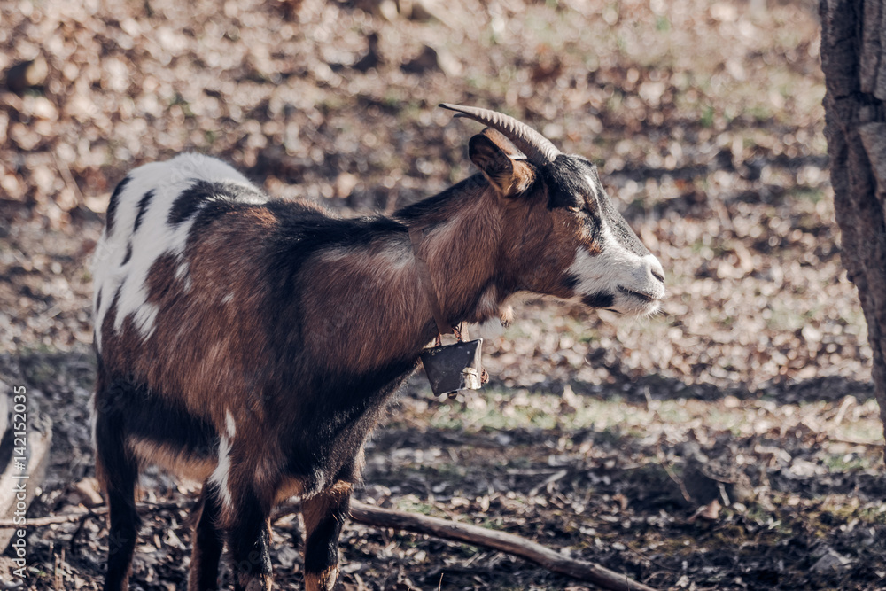 Domestic Goat with Authentic metal Bell Outdoors Domestic Goat with Authentic metal Bell Outdoors