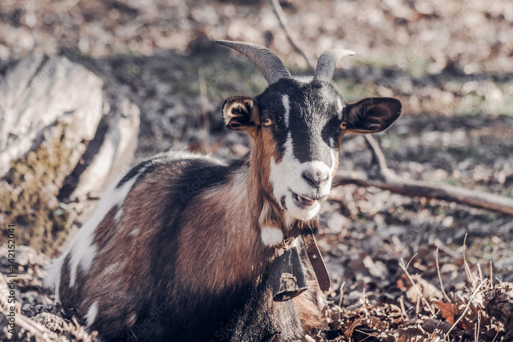 Domestic Goat with Authentic metal Bell Outdoors Domestic Goat with Authentic metal Bell Outdoors