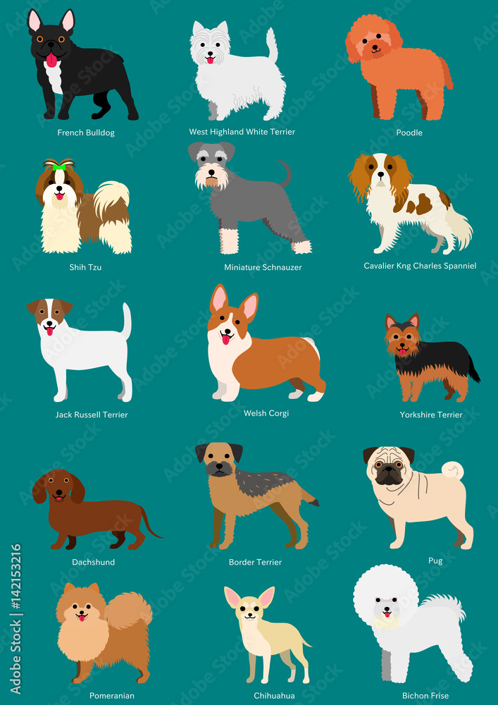 small dog breeds set with breeds names