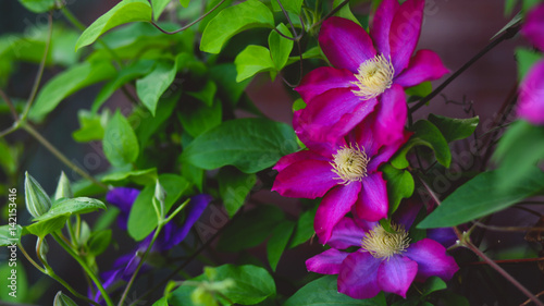 Clematis Flowers Blooming in Spring on trellis in Garden flower bed