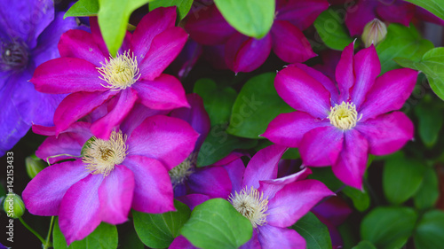 Clematis Flowers Pink Purple Blooming in Garden Flower bed