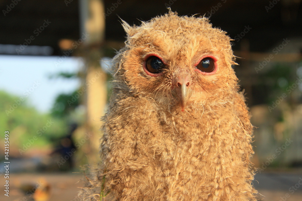 Obraz premium Little Owl baby