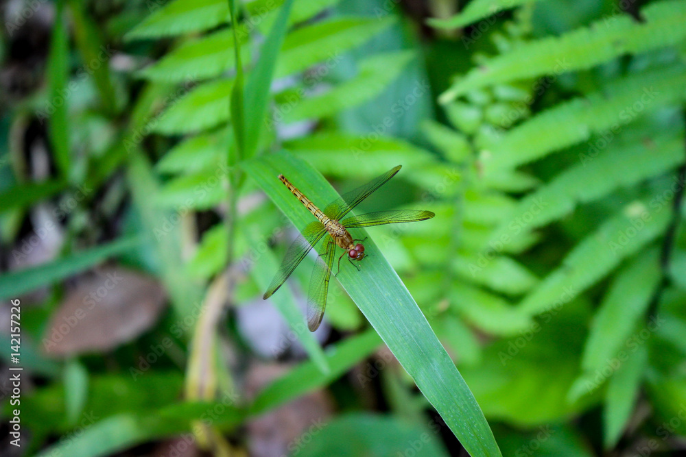 Gold Colour Dragonfly standing on the Green Grass Leaf in Meratus Borneo rain Forest, Tanah Bumbu South Kalimantan Indonesia Gold Colour Dragonfly standing on the Green Grass Leaf in Meratus Borneo rain Forest, Tanah Bumbu South Kalimantan Indonesia