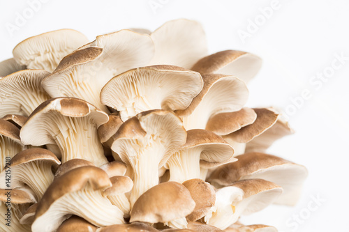 Oyster mushrooms on white