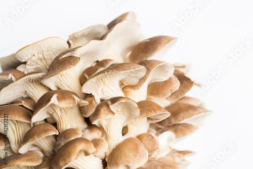 Oyster mushrooms on white