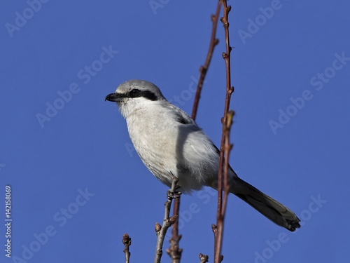 Photography Northern grey shrike (Lanius excubitor)