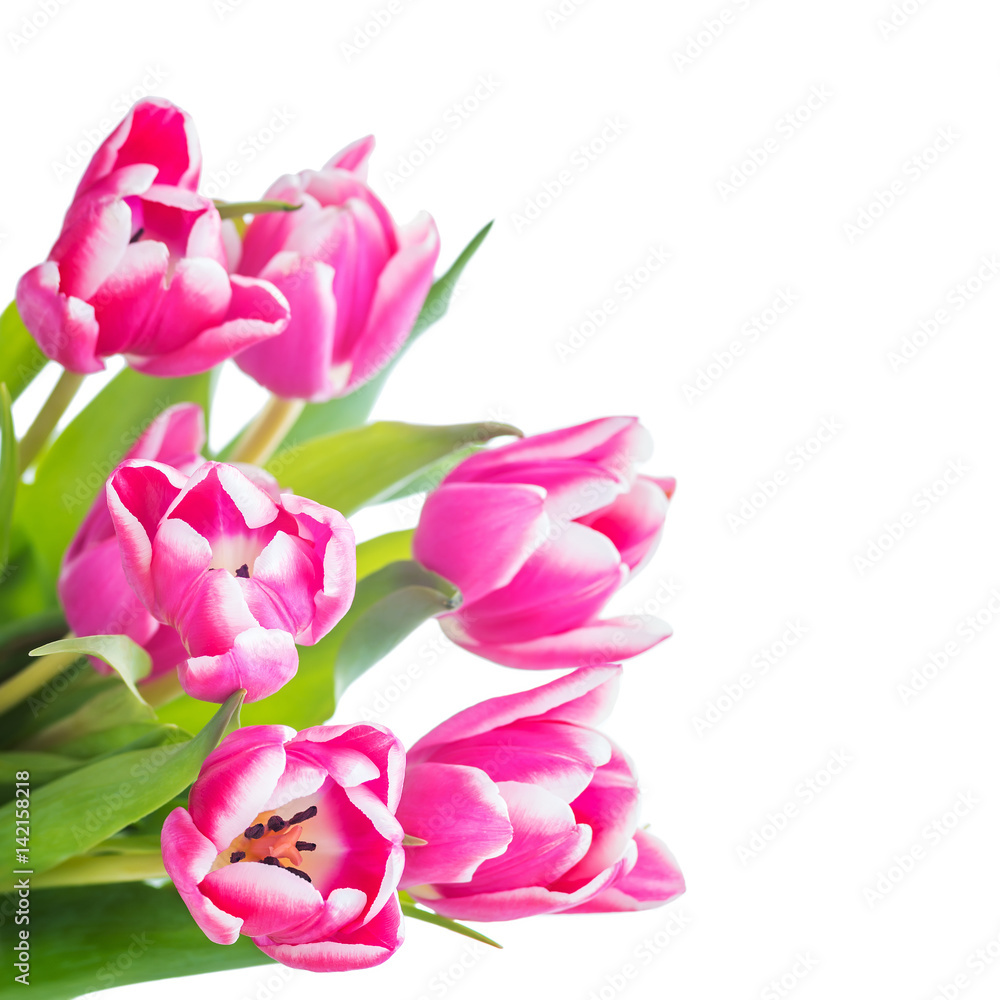 Beautiful Bouquet of Pink Tulip Flowers Isolated on White Beautiful Bouquet of Pink Tulip Flowers Isolated on White