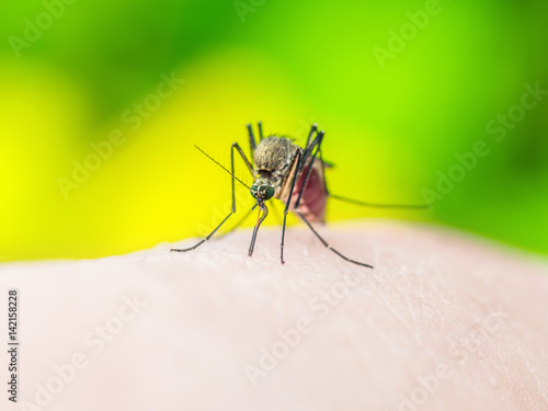 Zika Virus Mosquito Sting on Yellow Background
