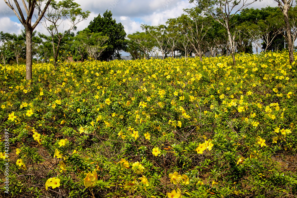 Obraz premium Yellow Tropical Flowers Blossom in the Garden, Batulicin Borneo South Kalimantan Indonesia