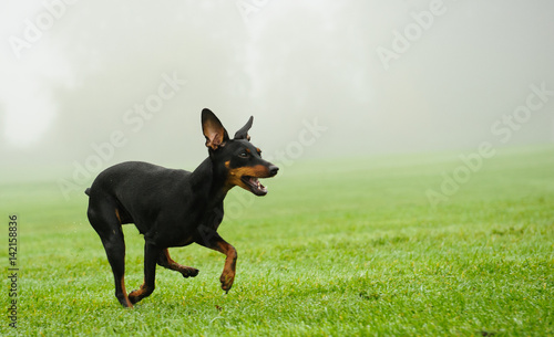 Miniature Pinscher dog running through foggy lawan
