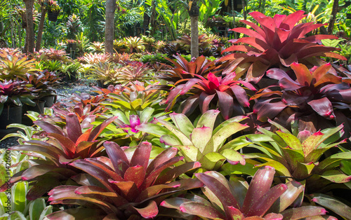 color bromeliad garden outdoor park
