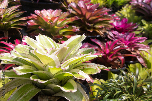 Slika na platnu color bromeliad garden outdoor park