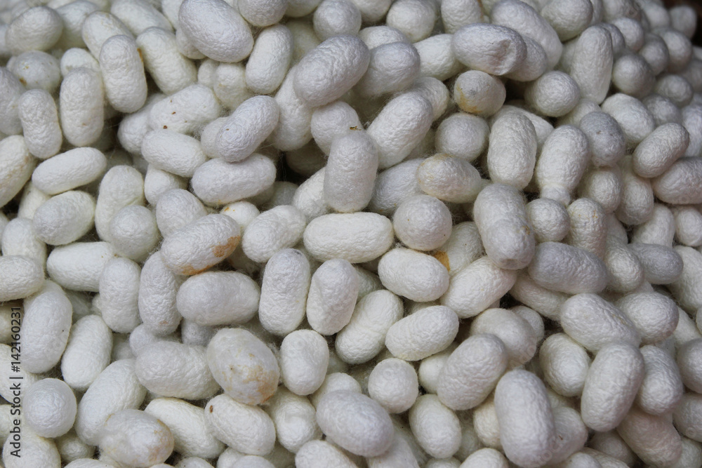 Travel to Bangkok, Thailand. White cocoons of the silkworm closeup on a fabric of Thai silk for background. Travel to Bangkok, Thailand. White cocoons of the silkworm closeup on a fabric of Thai silk for background.