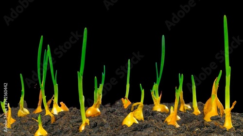 Growing spring onions, time-lapse with alpha