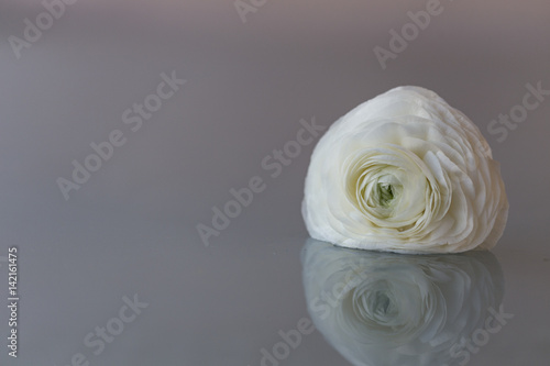 White ranunculus flower over light bacgkround