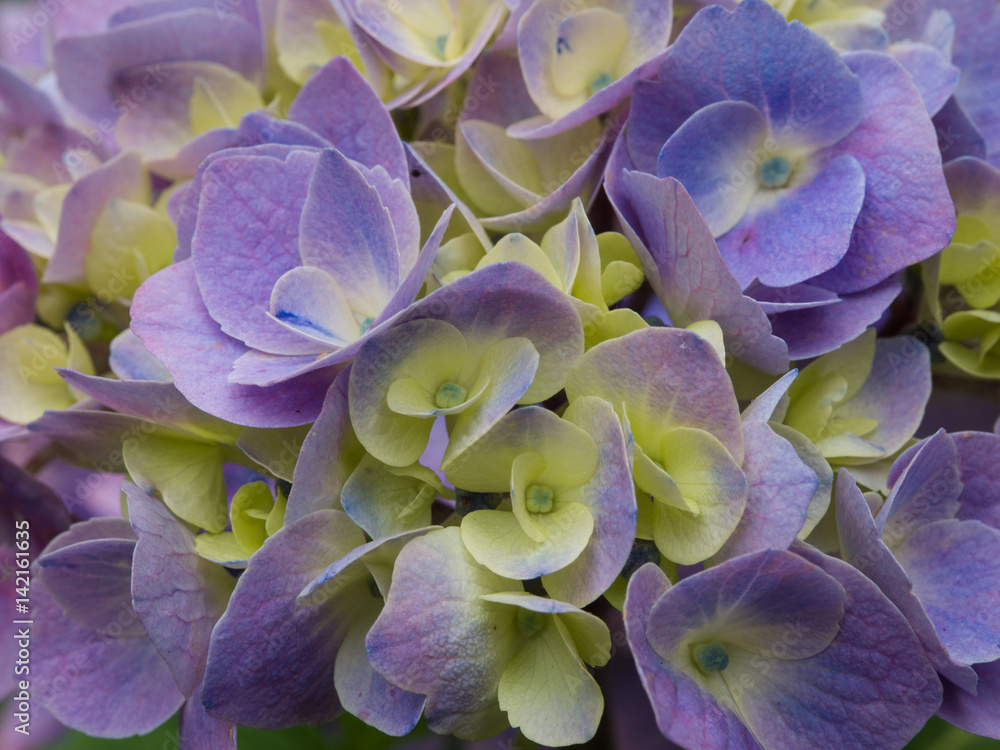 Hortensie Hortensie