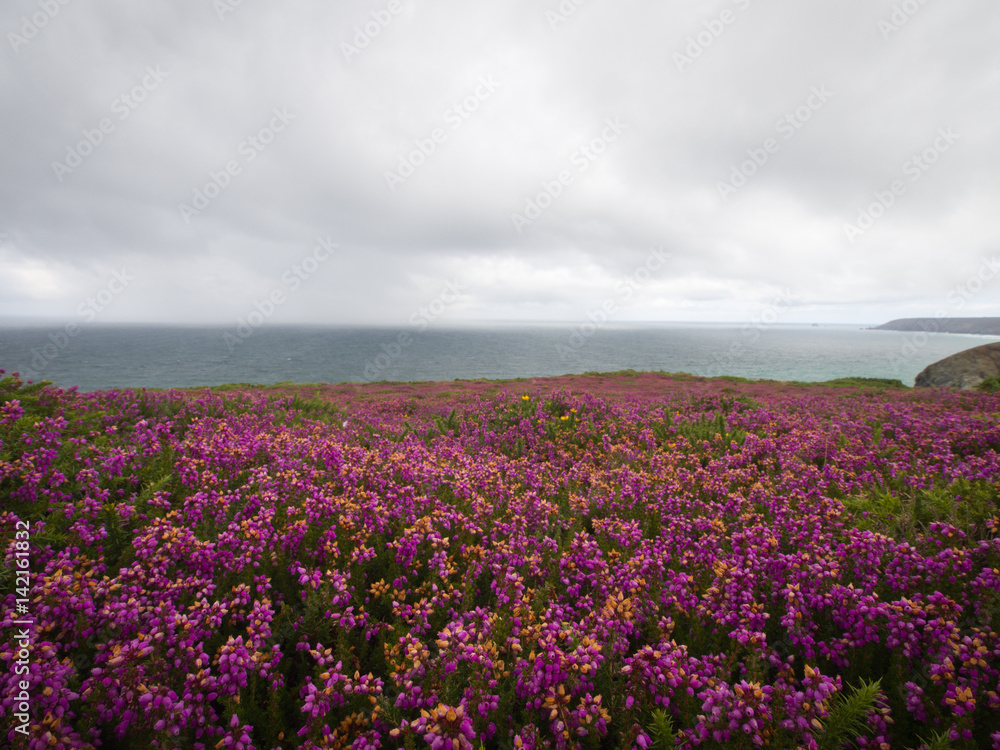 Blühende Heide in Cornwall