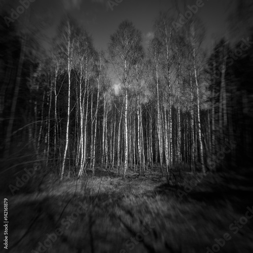 Fototapeta Naklejka Na Ścianę i Meble -  Brzozy