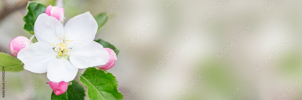 Flowering apple tree branches with white flowers Flowering apple tree branches with white flowers