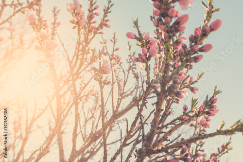 Flowering tree branches with pink flowers in sunlight 