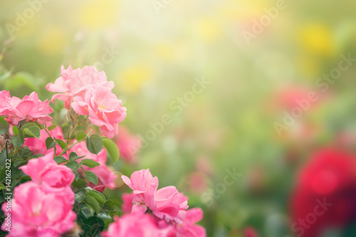 Garden roses in sunlight background