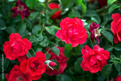 Garden roses